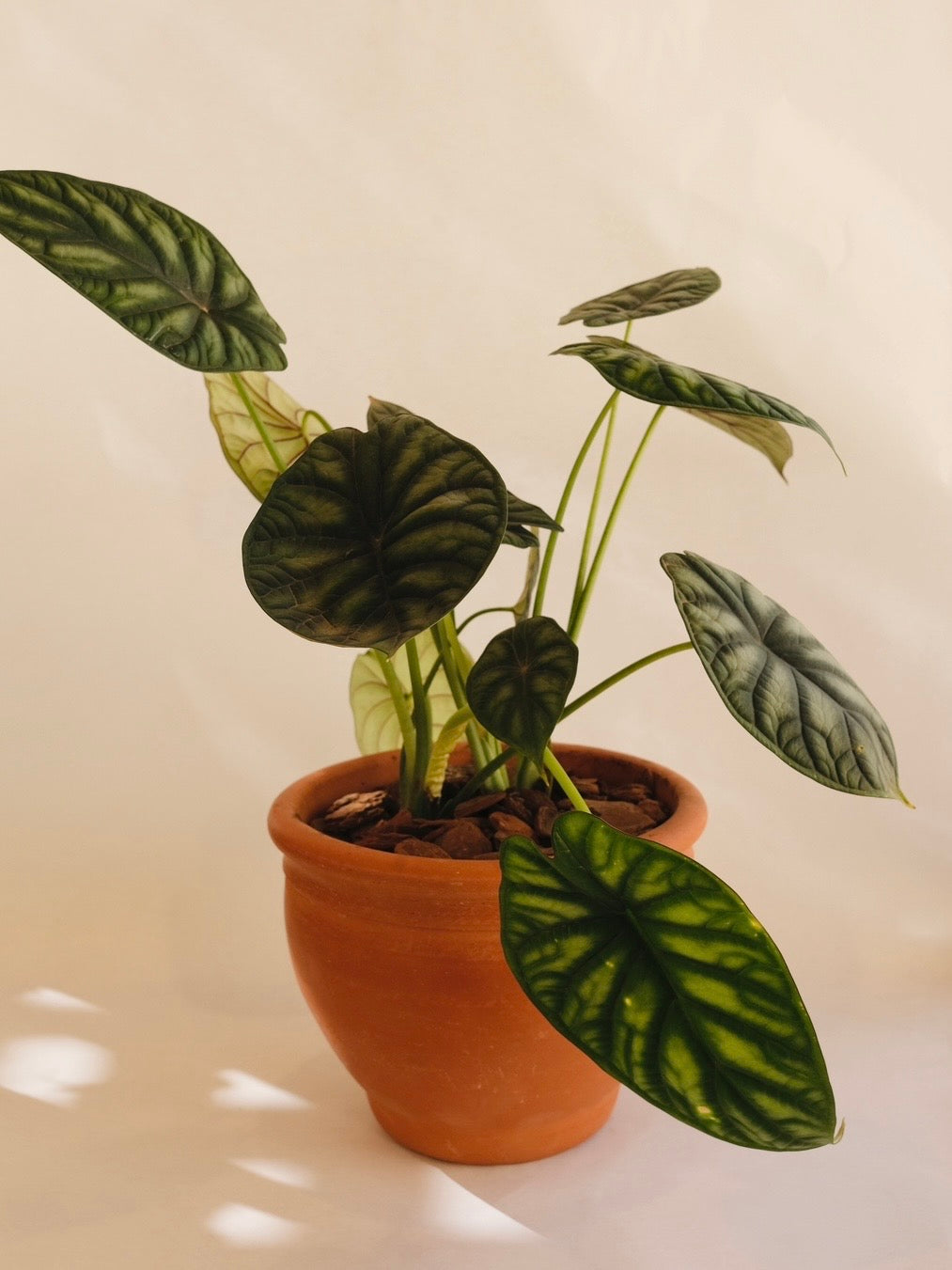 ALOCASIA DRAGON P