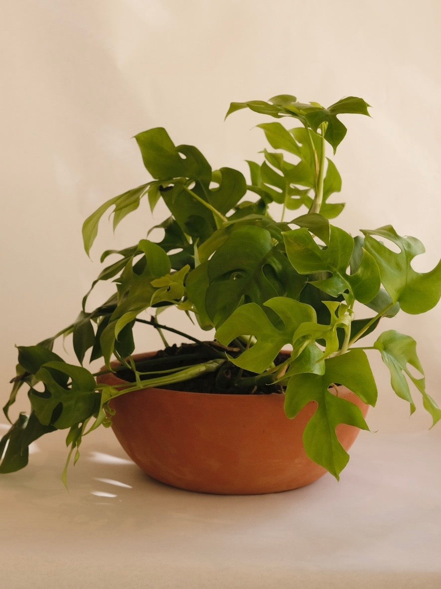 MINI MONSTERA