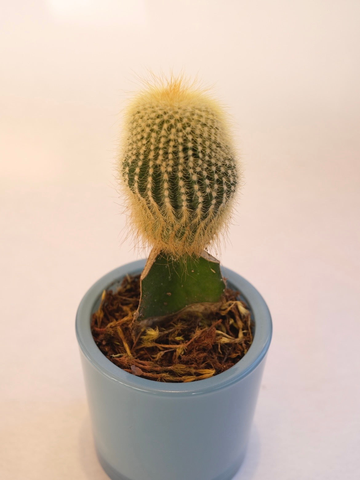 CACTO 01