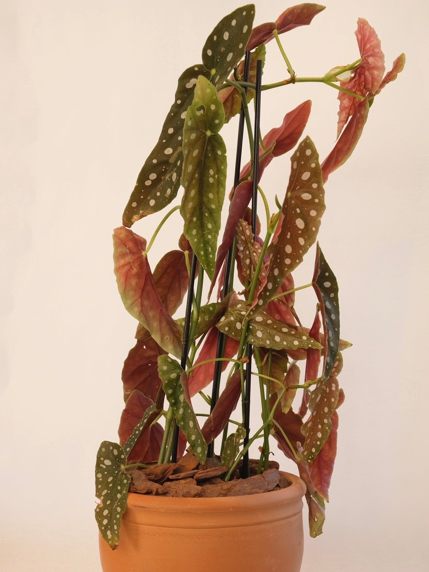 BEGÔNIA MACULATA