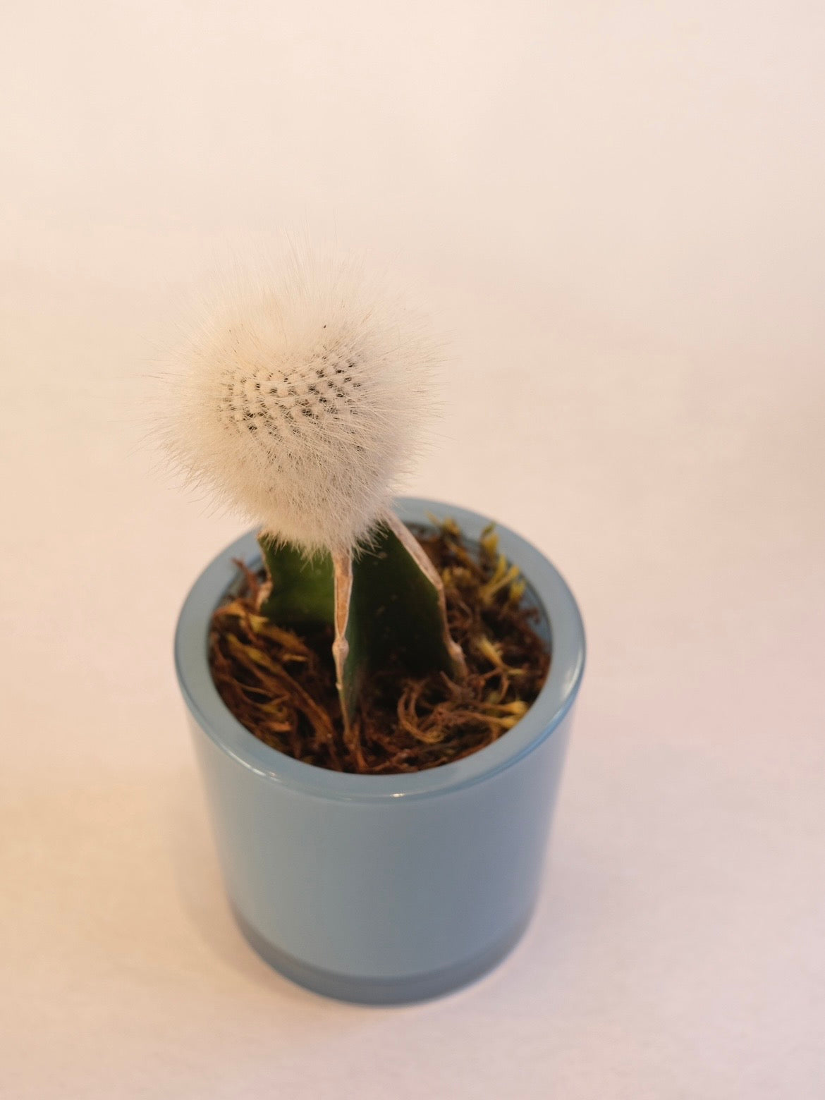 CACTO 03