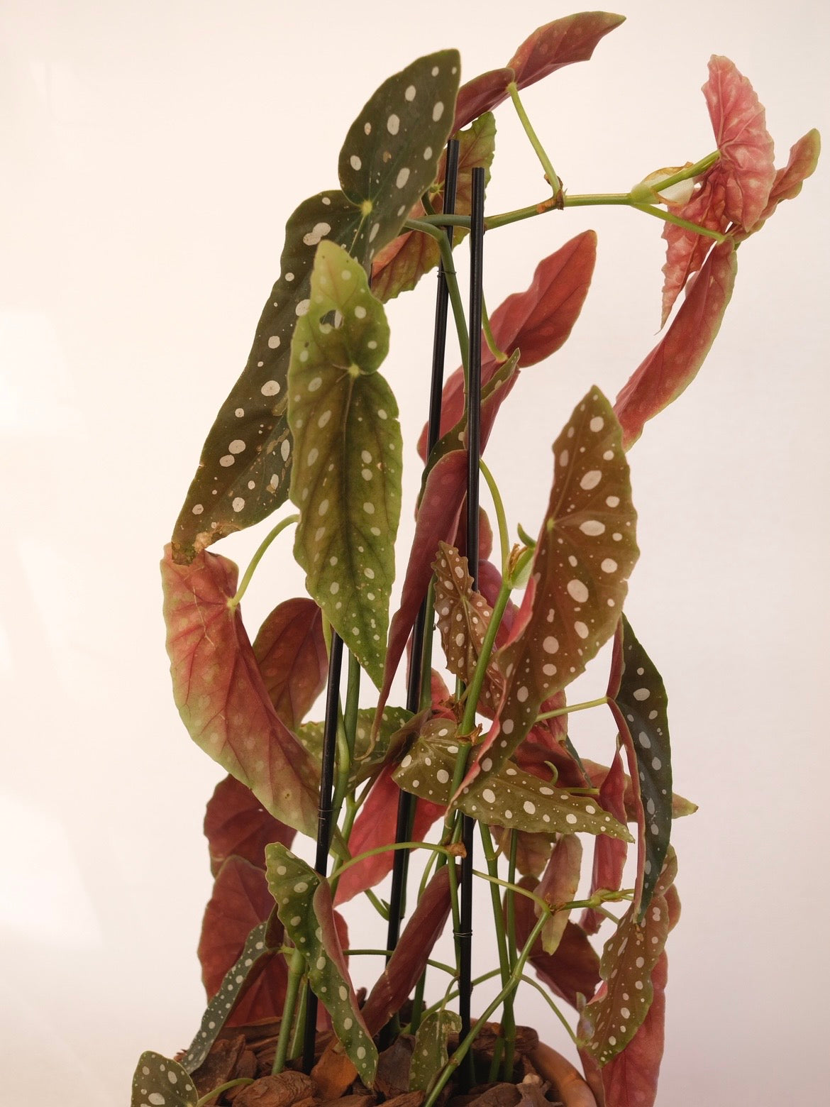 BEGÔNIA MACULATA