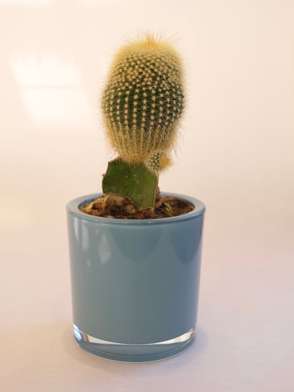 CACTO 01