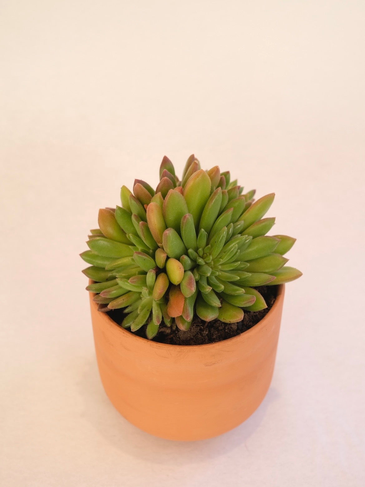 SUCULENTA 03