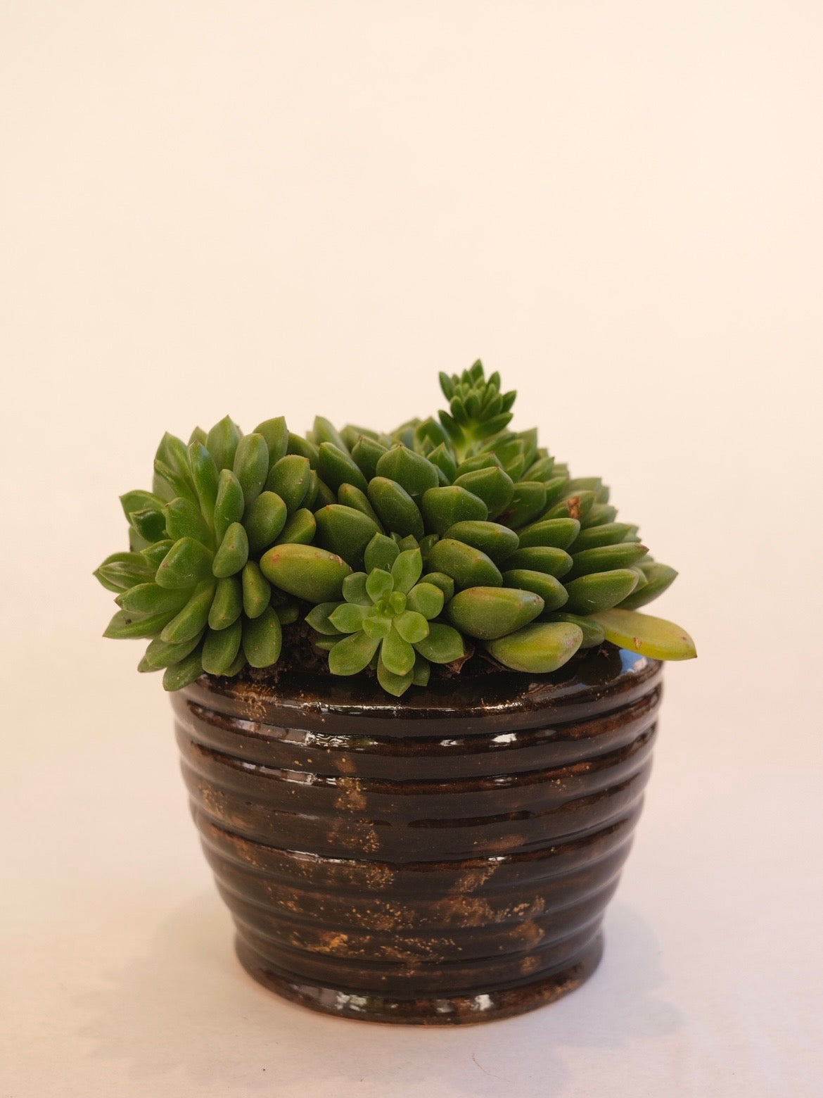 SUCULENTA 02