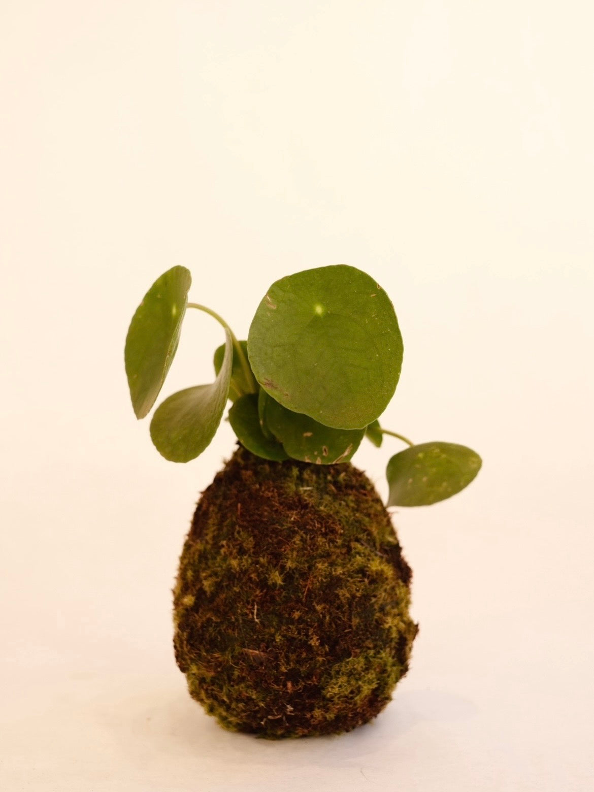 KOKEDAMA PILEA