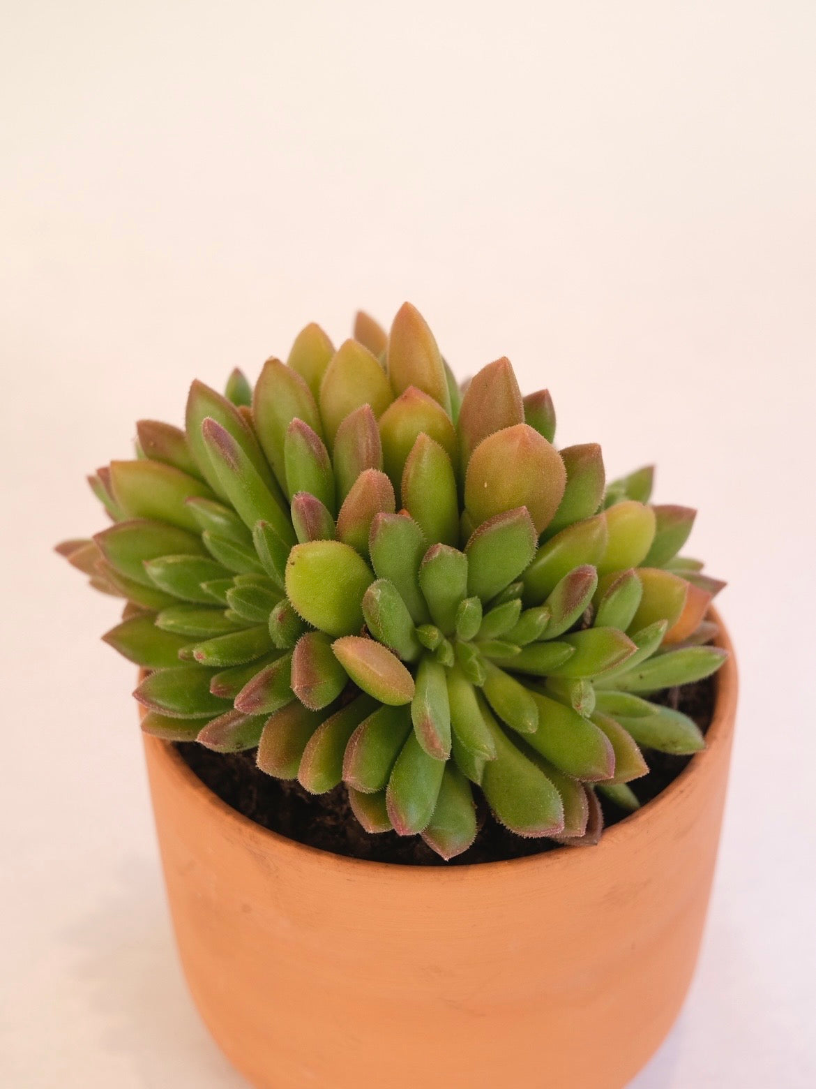 SUCULENTA 03