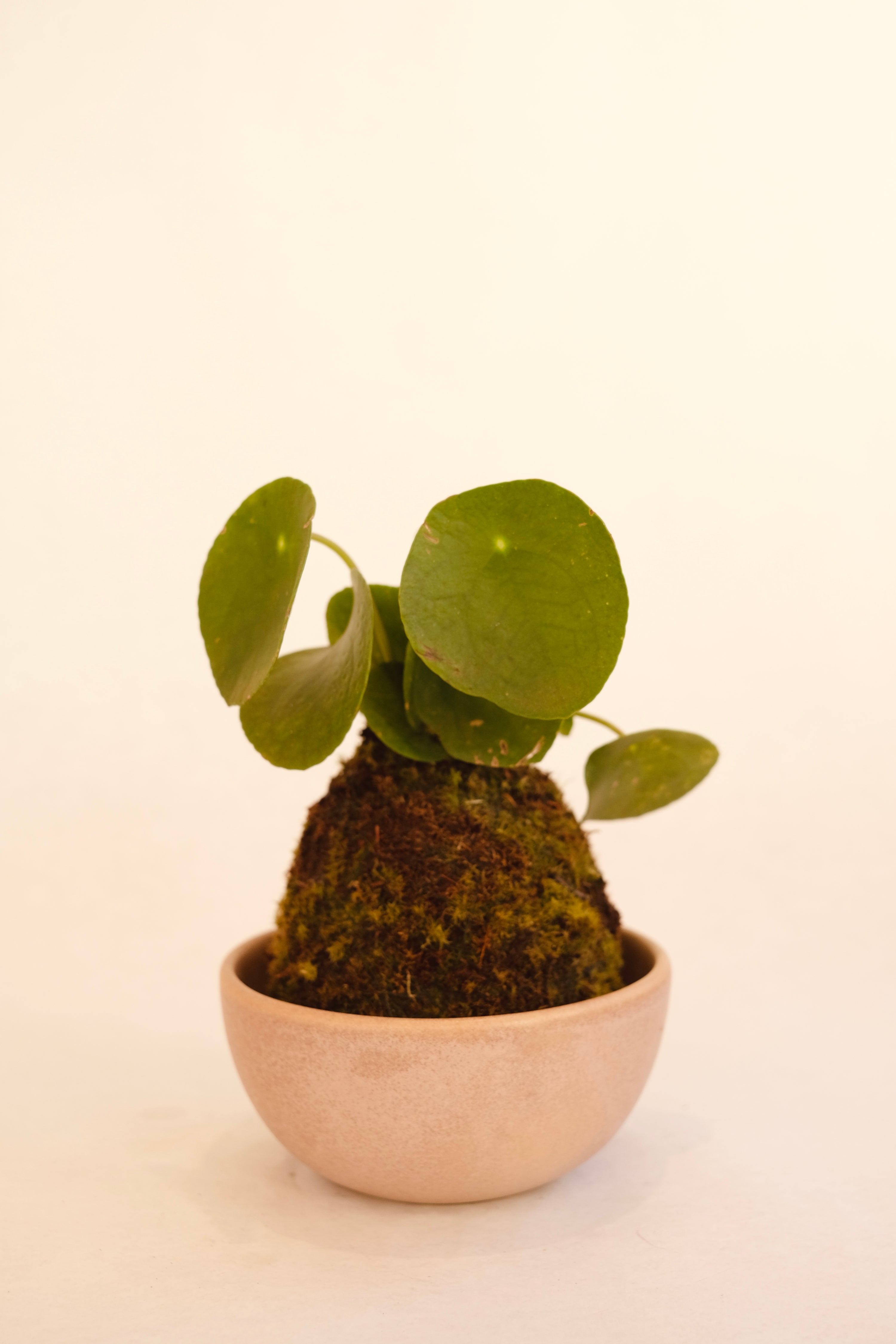 KOKEDAMA PILEA