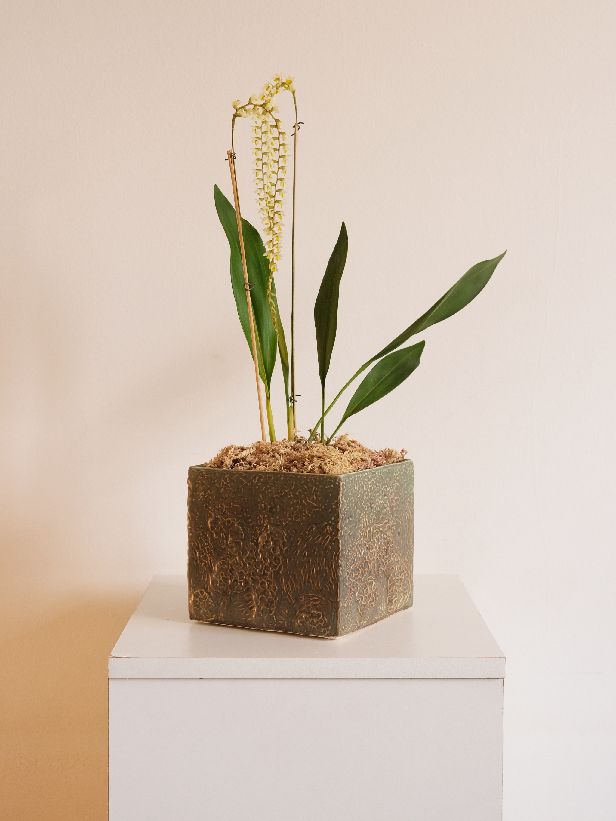 ORQUÍDEA DENDROCHILUM