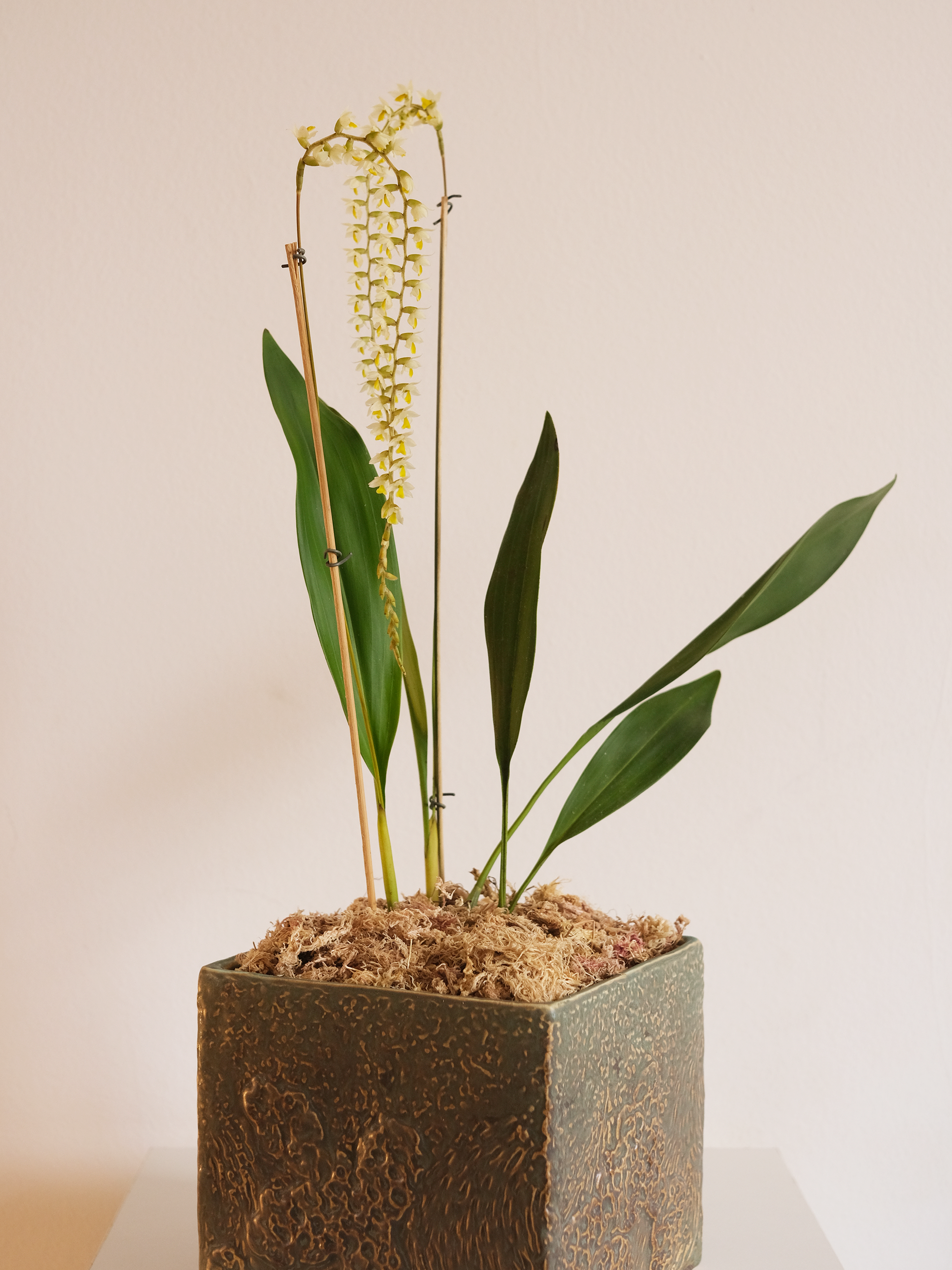 ORQUÍDEA DENDROCHILUM