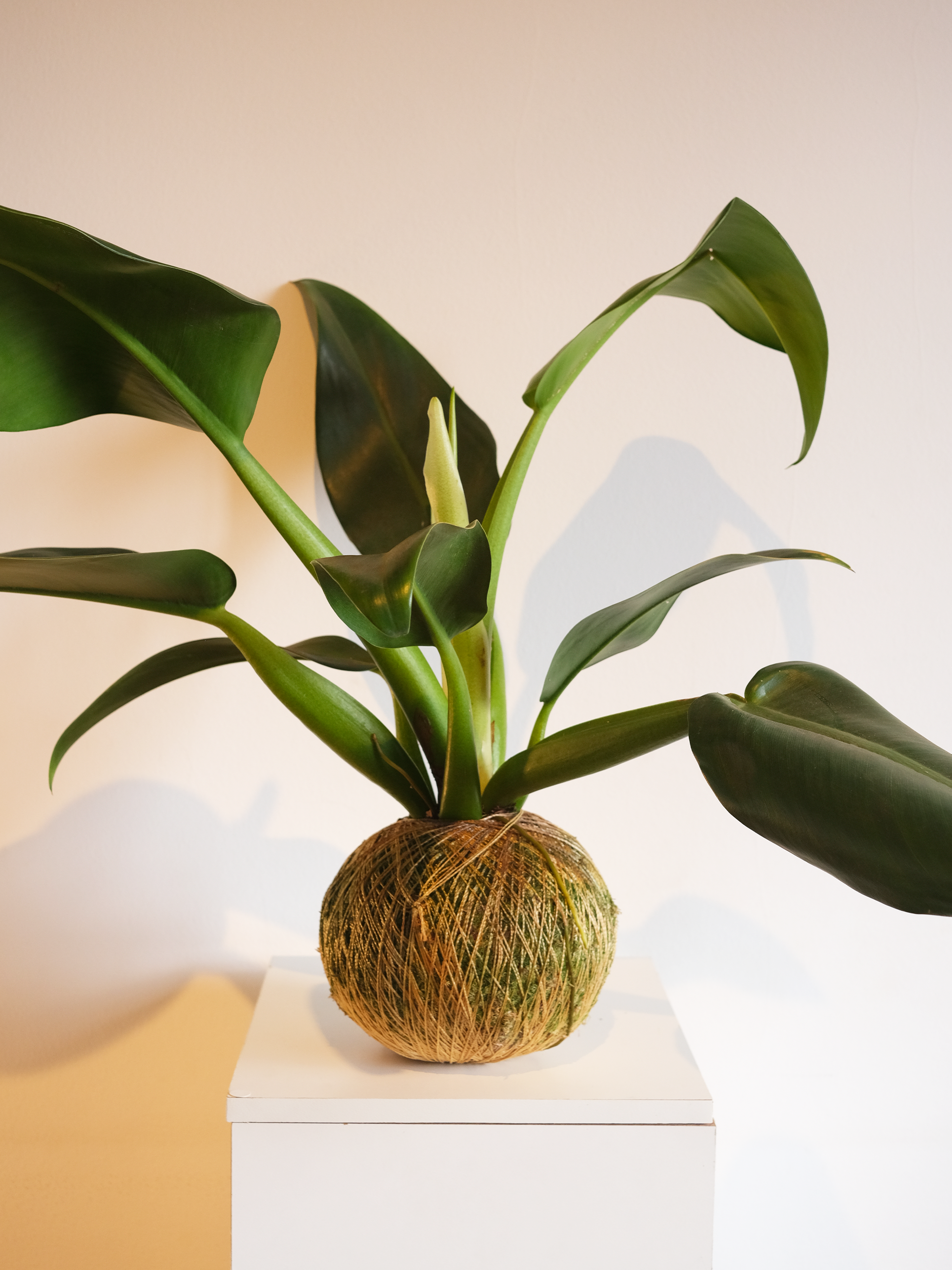 KOKEDAMA PACOVÁ