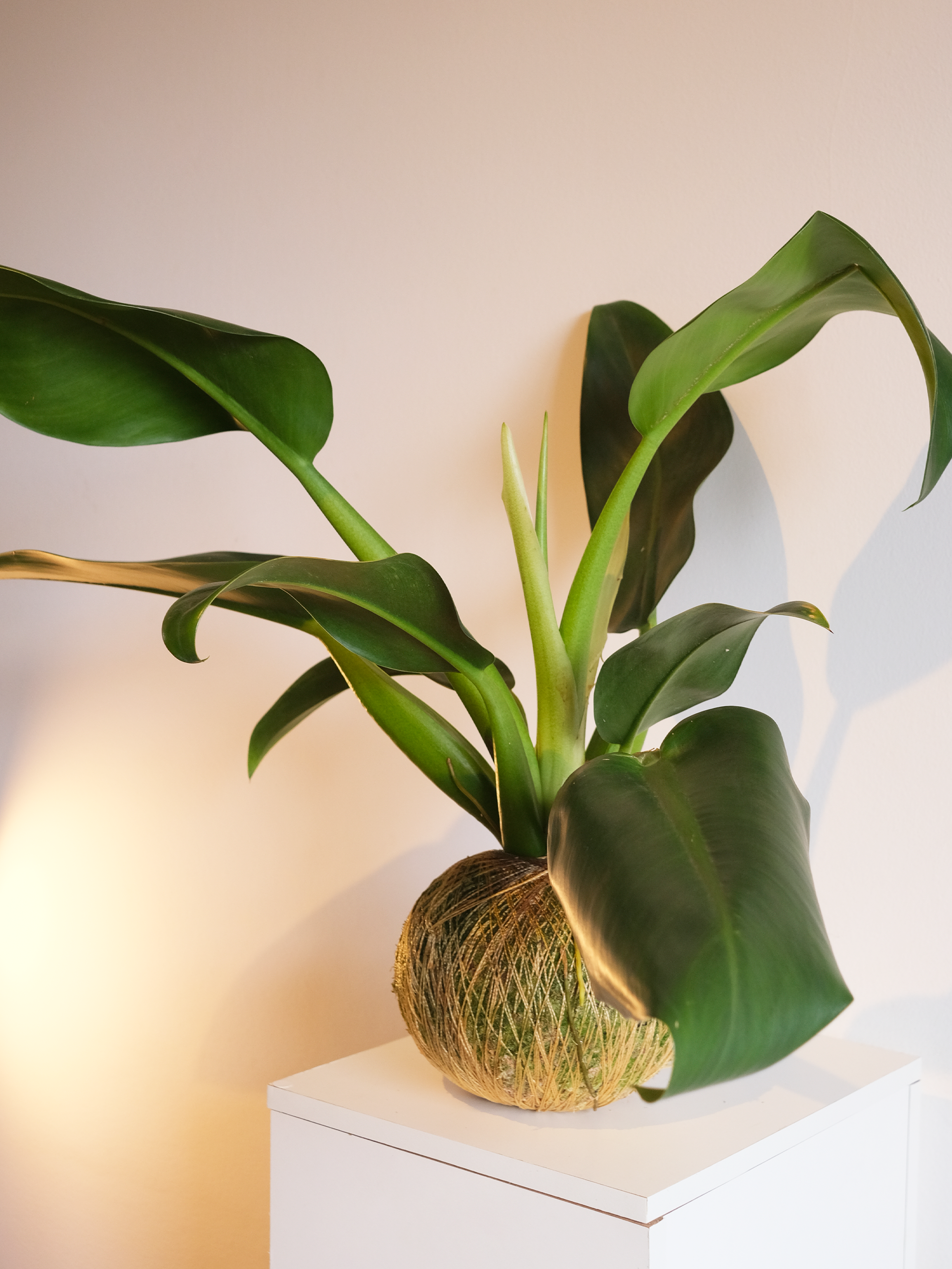 KOKEDAMA PACOVÁ