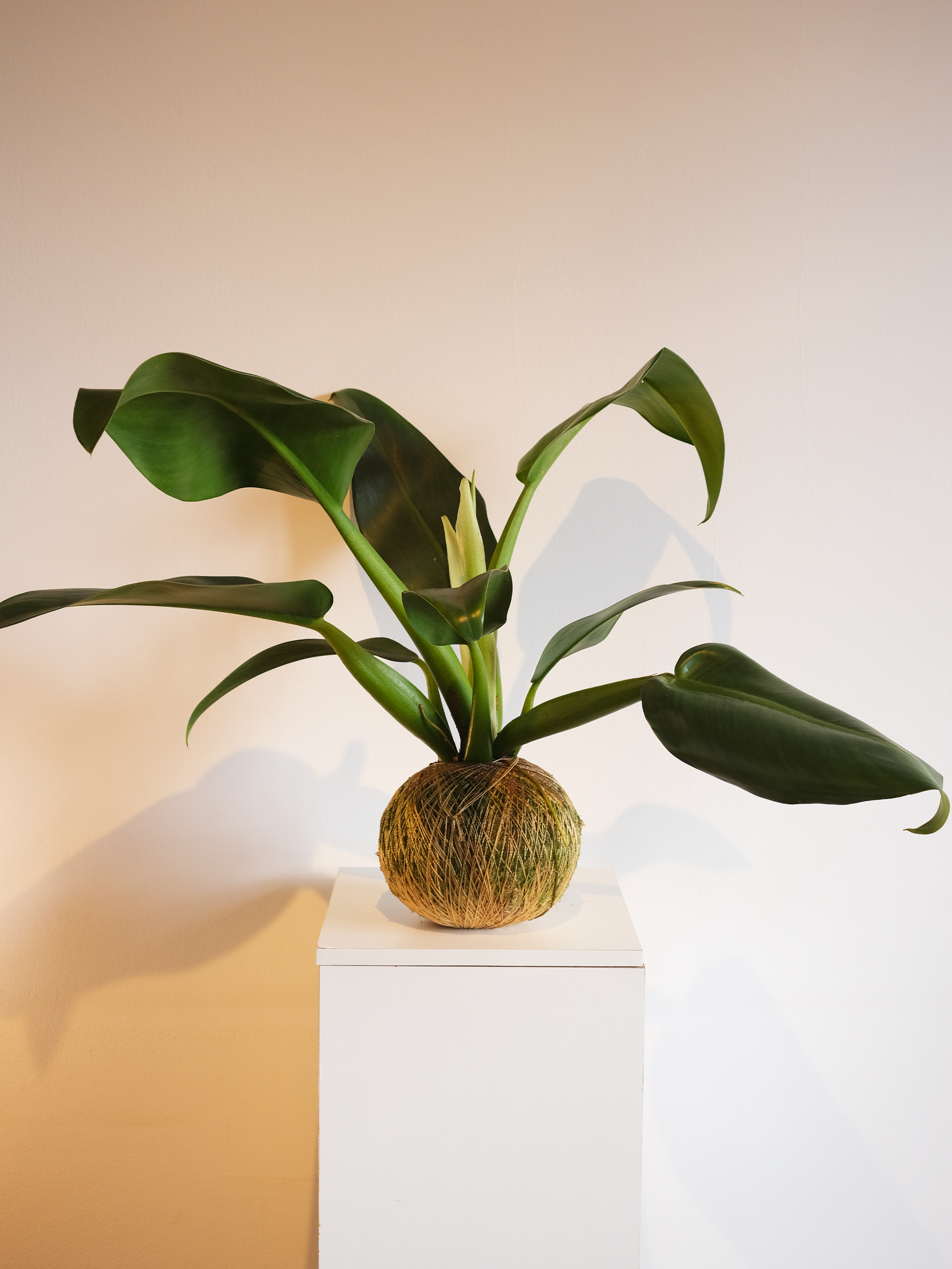 KOKEDAMA PACOVÁ