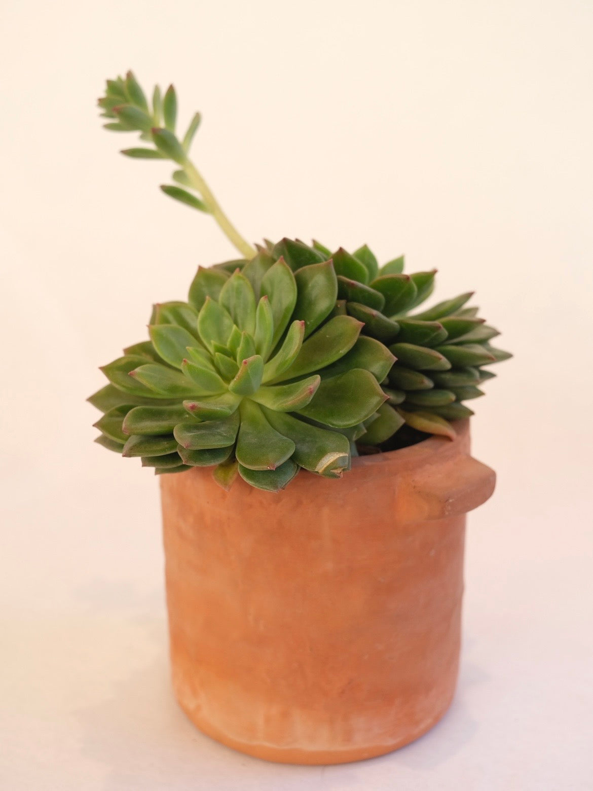 SUCULENTA 01