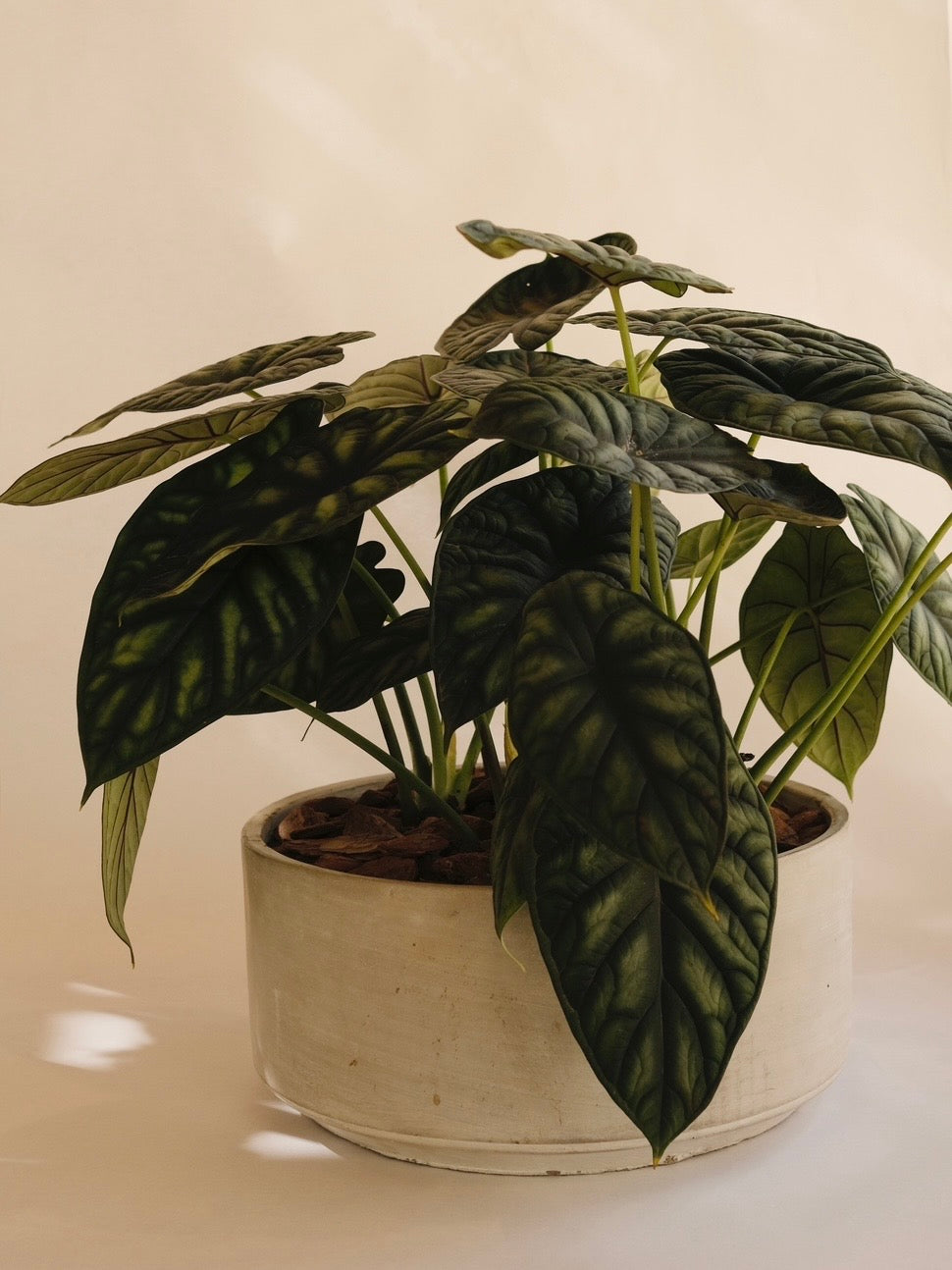 ALOCASIA DRAGON