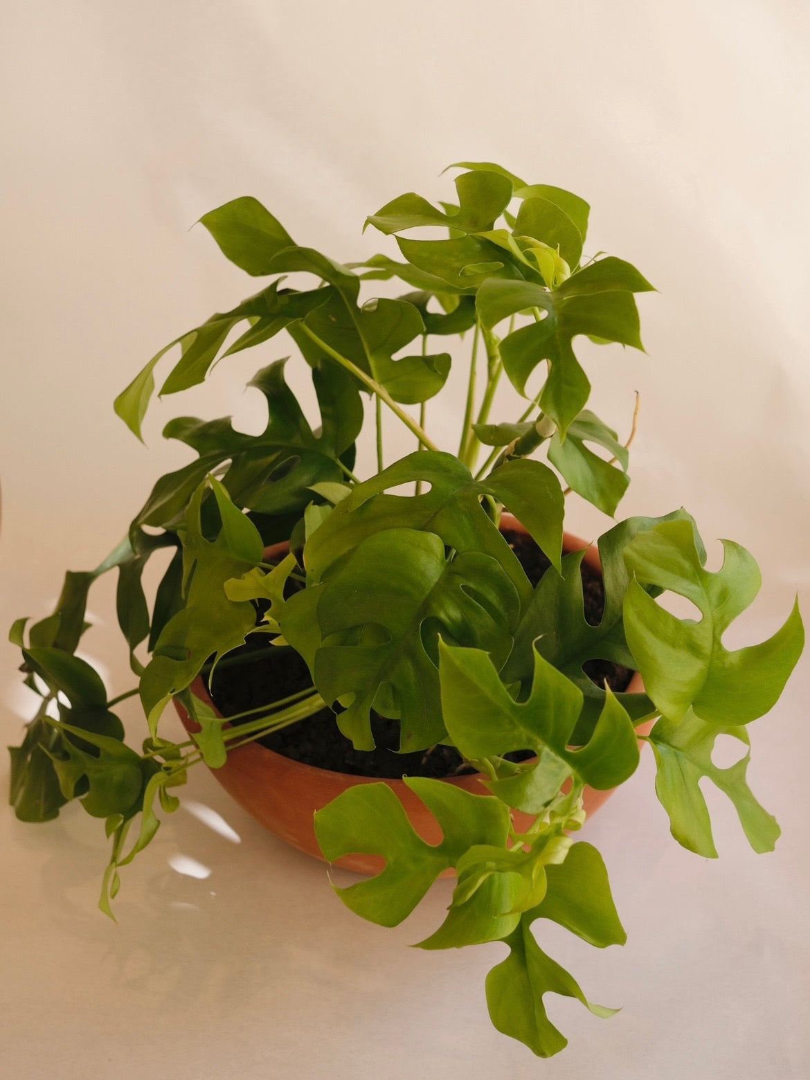 MINI MONSTERA
