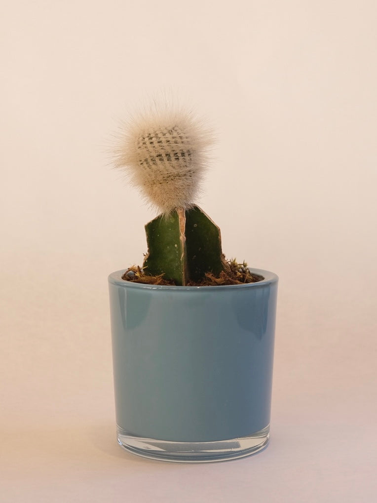 CACTO 03